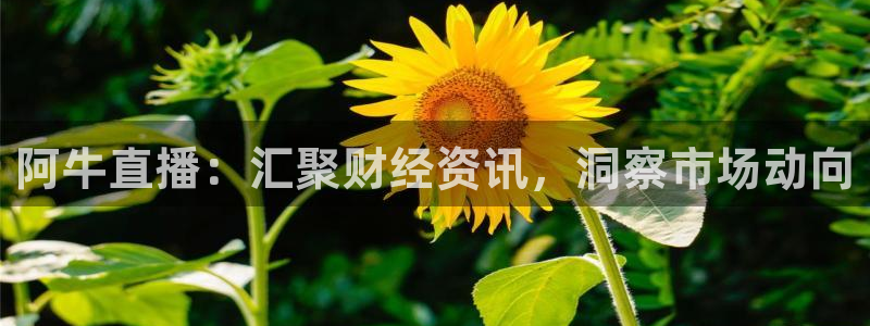 松鼠官方网站：阿牛直播：汇聚财经资讯，洞察市场动向